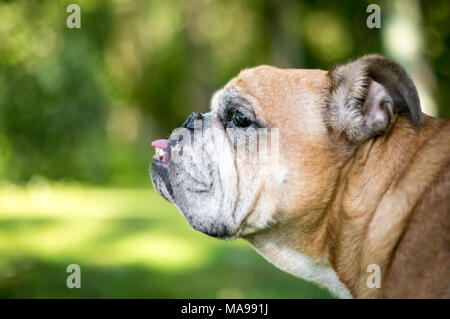 Profil von einer englischen Bulldogge mit einem unterbiss Stockfoto