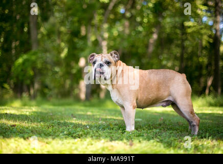 Eine englische Bulldogge mit einem unterbiss im Freien Stockfoto