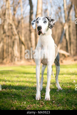 Porträt von einem Harlekin Dogge Hund im Freien Stockfoto