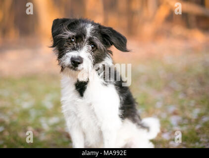 Einen schäbigen Terrier Mischling Hund suchen in die Kamera mit einem Kopf neigen Stockfoto