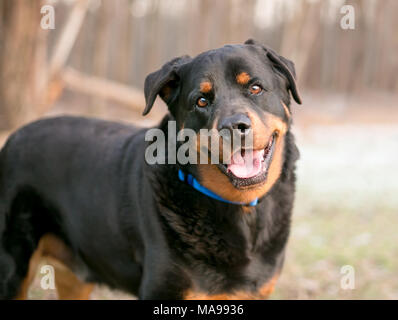 Ein glückliches Rottweiler Hund suchen in die Kamera mit einem Kopf neigen Stockfoto