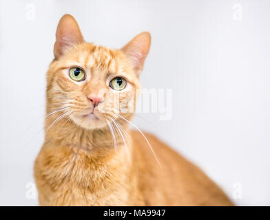 Portrait einer Orange tabby inländischen Kurzhaarkatze auf weißem Hintergrund Stockfoto