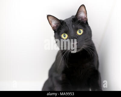 Eine schwarze inländischen Kurzhaar Katze mit gelben Augen auf weißem Hintergrund Stockfoto