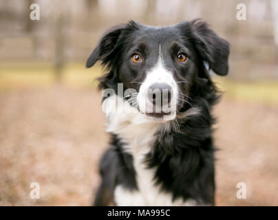 Ein Border Collie Hund im Freien Stockfoto