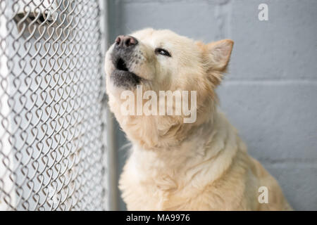 Eine traurige obdachlosen Hund in einem Tierheim heulen Stockfoto