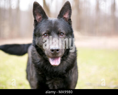 Ein schwarzer Schäferhund Mischling Hund im Freien Stockfoto