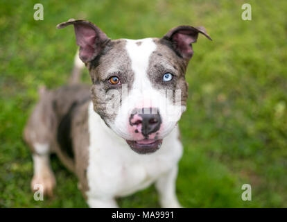 Ein Catahoula Leopard Dog gemischte Rasse Hund mit Heterochromia, ein blaues Auge und ein braunes Auge Stockfoto