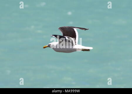 Larus dominicanus., weltweit bekannt als Kelp Gull, aber in Neuseeland ist ein südlicher black-backed Gull, diese seabird Vogel über das Meer fliegen ist. Stockfoto