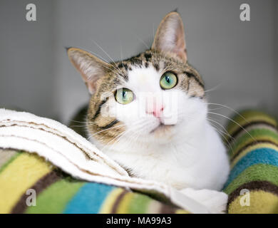 Ein tabby und weißen inländischen Kurzhaarkatze entspannen auf einer weichen Decke Stockfoto