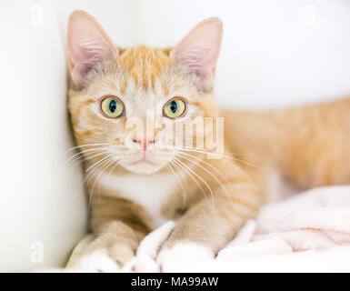 Ein junger orange Tabby inländischen Kurzhaar Kätzchen entspannend auf einer Decke Stockfoto