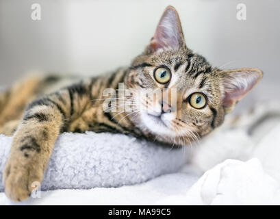 Eine junge braun Tabby inländischen Kurzhaarkatze Entspannung auf eine Katze Bett Stockfoto