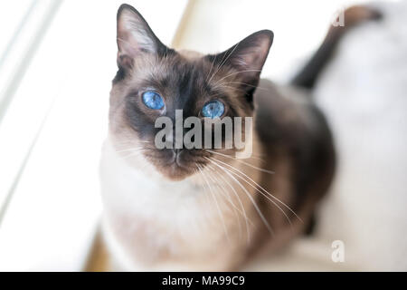 Porträt eines reinrassigen Siamesische Katze mit Seal Point Markierungen und strahlend blauen Augen Stockfoto