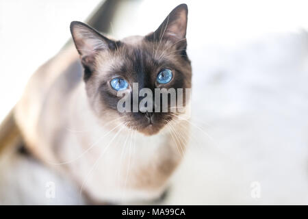 Porträt eines reinrassigen Siamesische Katze mit Seal Point Markierungen und strahlend blauen Augen Stockfoto