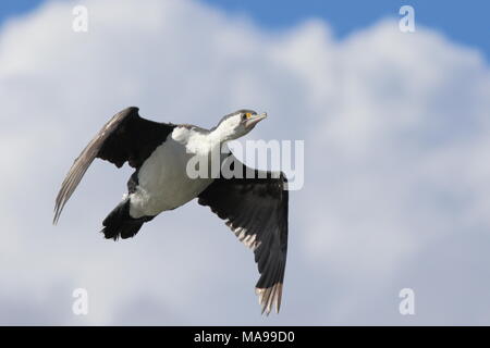 Phalacrocorax Varius, Pied Shag fliegen und in Neuseeland Westküste der Südinsel, im Anflug auf den Fotografen. Stockfoto