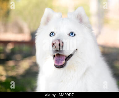 Eine flauschige reinrassigen Samoyed Hund mit blauen Augen Stockfoto
