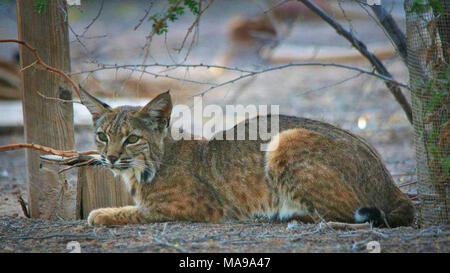 Bobcat an Sonny Bono National Wildlife Refuge. Diese Fotos sind am Abend in der Nähe der Sonny Bono National Wildlife Refuge Visitor Center genommen. Stockfoto