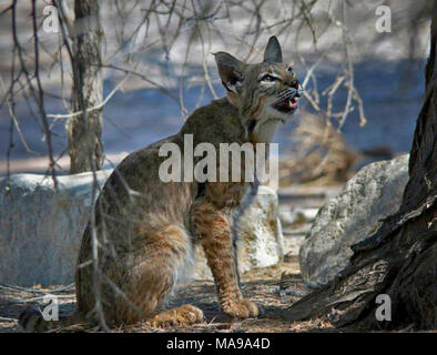 Bobcat an Sonny Bono National Wildlife Refuge. Diese Fotos sind am Abend in der Nähe der Sonny Bono National Wildlife Refuge Visitor Center genommen. ( Stockfoto