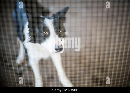 Border Collie Hund hinter einem Zaun, Spanien. Stockfoto