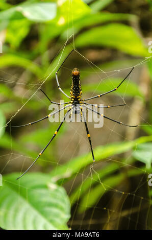 Female giant Golden orb Weaver (Nephila pilipes) Spinne im natürlichen Wald Umwelt, an Netravali Wildlife Sanctuary, Verlem, Goa, Indien entdeckt Stockfoto