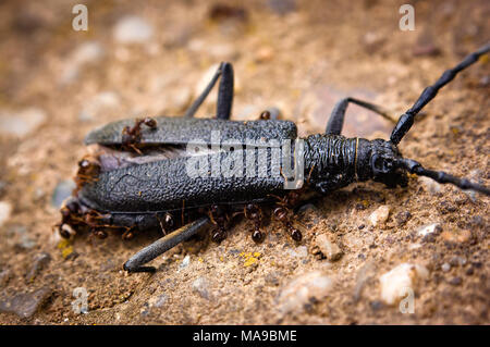 Gruppe von Ameisen ernähren sich von toten Bug Stockfoto