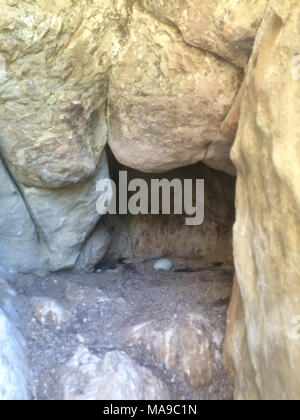 Ei der CA Kondore #111 und #509. Dieses Kalifornische Kondor Nest ist in der Sespe Condor Heiligtum, Los Padres National Forest, in der Nähe von Hopper Mountain National Wildlife Refuge in Südkalifornien. Dieses Ei im April 2015 geschlüpft. California condor Eier sind ca. 4,5 cm lang und fast 3 Zoll breit und wiegen ungefähr 11 Gramm. Condor Eier sind hellblau - grün, wenn Sie zuerst festgelegt sind, aber im Laufe der Zeit Sie in Weiß oder Creme-weiß verblassen. Nun, die Menschen auf der ganzen Welt können dieses Küken zusehen, wie er wächst über ein livestreaming Webcam. Stockfoto