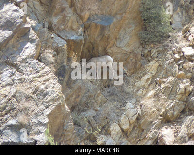 Gefährdete Peninsular Ranges Bevölkerung von Desert Bighorn Schafe. Diese Ewe ist die Nahrungssuche in den Anza Borrego Desert State Park, Kalifornien. Stockfoto