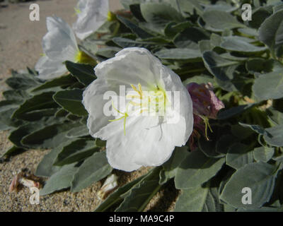 Eureka Valley Evening-primrose. Eureka Valley Abend - Nachtkerzenöl (Oenothera californica [Avita] subsp eurekensis), wird an der Düne Systeme des Eureka-Tal in Death Valley National Park, Kalifornien beschränkt. Stockfoto