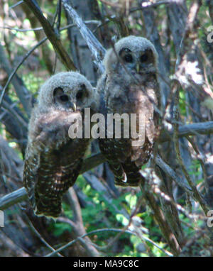 Junge nördlichen Eulen beschmutzt. Northern spotted owl Paar auf der Klamath National Forest, Goosenest Ranger District, in Siskiyou County, Kalifornien ( Stockfoto