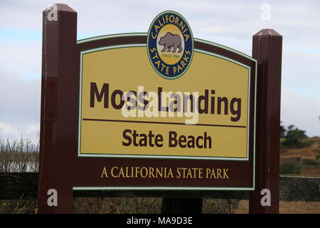 Moss Landing State Beach. Seeotter können häufig vor der Küste von Moss Landing State Beach gefunden werden. Stockfoto