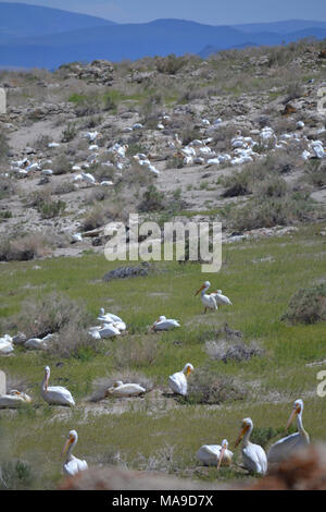 Nesting amerikanische weiße Pelikane in Anaho Insel NWR. Die Insel unterstützt eine der größten Brutkolonien der Amerikanischen weiße Pelikane in den westlichen Vereinigten Staaten. In den letzten Jahren zwischen 8.000 und 10.000 Pelikane zu Anaho Insel im Frühjahr von ihrer Überwinterungsgebiete in Südkalifornien und Baja, Mexiko zurück. Stockfoto