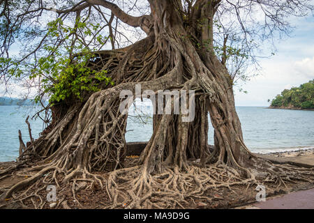 Ruine der verlassenen Gebäude mit Wurzeln auf Ross Island abgedeckt. Andaman Inseln, Indien. Natur zerstört die Spuren menschlicher Zivilisation. Baum Pferde ab Stockfoto