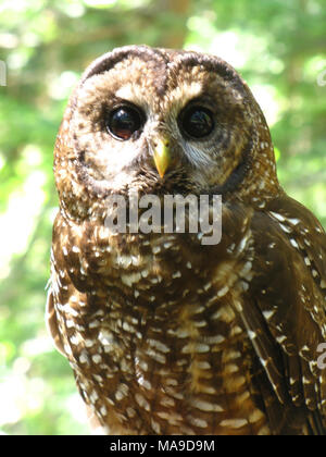 Northern Spotted Owl. Die bedrohten nördlichen Owl auf dem Klamath National Forest in Siskiyou County, Calif Gesichtet ( Stockfoto
