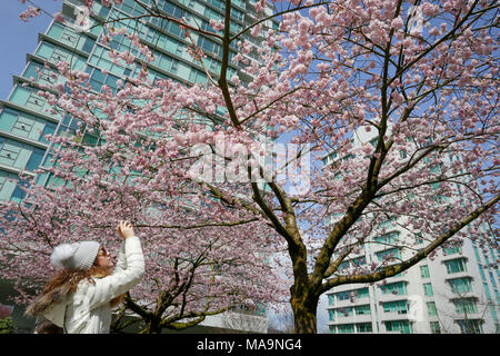 Vancouver, Kanada. 30 Mär, 2018. Ein Bewohner nimmt Fotos von Kirschblüten in Vancouver, Kanada, 30. März 2018. Credit: Liang Sen/Xinhua/Alamy leben Nachrichten Stockfoto