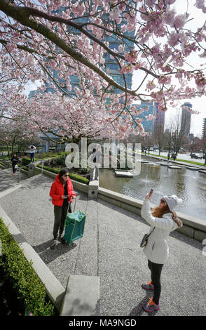 Vancouver, Kanada. 30 Mär, 2018. Ein Bewohner nimmt Fotos von Kirschblüten in Vancouver, Kanada, 30. März 2018. Credit: Liang Sen/Xinhua/Alamy leben Nachrichten Stockfoto