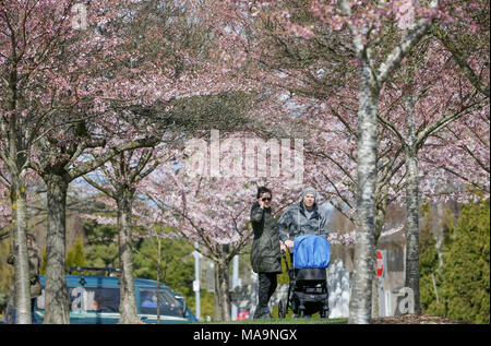 Vancouver, Kanada. 30 Mär, 2018. Menschen stehen unter Kirschblüten in Vancouver, Kanada, 30. März 2018. Credit: Liang Sen/Xinhua/Alamy leben Nachrichten Stockfoto