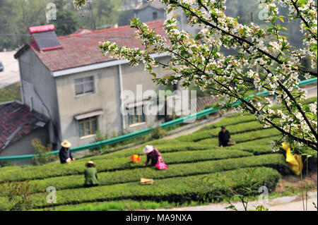 Zigui, Hubei Provinz Chinas. 30 Mär, 2018. Die Landwirte pick Teeblätter in einem Garten in Changling Dorf Maoping Zigui County, County in der zentralen China Provinz Hubei, 30. März 2018. Die Landwirte sind in der Ernte Tee Blätter vor der Qingming Festival in Südchina. Credit: Wang Huifu/Xinhua/Alamy leben Nachrichten Stockfoto