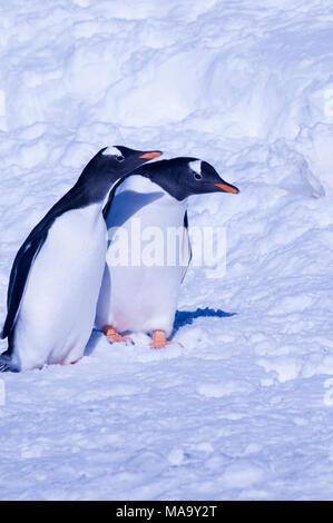 Ein paar Eselspinguine (Pygoscelis papua) an der Brown Bluff auf der Antarktischen Halbinsel, Antarktis Stockfoto