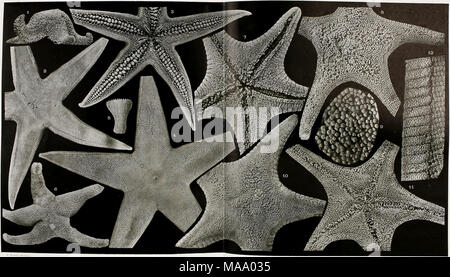 . (Echinodermes, ophiures astéries et échinides). , Ophiures Astéries et Échinides Stockfoto