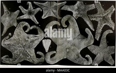 . (Echinodermes, ophiures astéries et échinides). , Ophiures Astéries et Échinides Massoû&amp; 0., Stockfoto