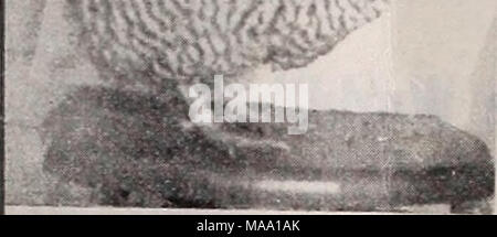 . Die östliche poultryman. Stockfoto