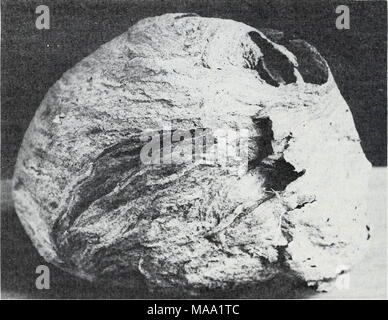 . Östlichen Wald Insekten. Mit freundlicher Genehmigung CONN. AGR. EXPT. STA. Abbildung 203.- Nest der gelben Jacke, Vespula arenaria Arenaria. 494 Stockfoto