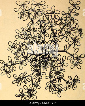 . Essbare und giftige Pflanzen der Karibik. 49. PURSLEY Portulaca Oleracea Die dicken fleischigen Stängel der pursley Anlage und die Blätter, wenn Jung und zart als Ersatz für Spinat, oder Sie können roh im Salat gegessen werden gekocht werden. Dies ist ein verbreitetes Unkraut auf die karibische Region, wo es im Abfall Boden erscheint und häufig in Gärten und Feldern; es ist eine berühmte Unkraut auch in den meisten Teilen der Vereinigten Staaten. Die pflanzen Trail entlang dem Boden und verflechten Matten zu bilden; die Blüten sind klein und Gelb. Pursley auch genannt wird, pusley (Umgangssprache) Portulak und verdolaga. Stockfoto