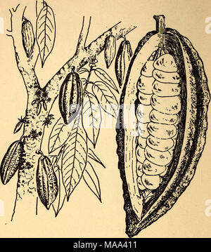 . Essbare und giftige Pflanzen der Karibik. 11. Kakao (Englisch und Spanisch) Theobroma Cacao cacao Frucht ist eine fleischige grünlich oder gelbe Pod mit zahlreichen Samen oder "Bohnen", aus der kommerziellen Schokolade, Kakao und Kakaobutter gewonnen werden * Die rohen Samen und das Fruchtfleisch sind sehr gut zu essen. Mehrere Sorten von Kakaobäume wachsen in Mittelamerika, vor allem, die als pataste oder patashte bekannt. Kakao ist weit verbreitet in der karibischen Region angebaut. Es ist auch oft Wild in den Wäldern gefunden, besonders in Panama. Der Baum ist leicht zu erkennen, weil sein kleines Ihr Stockfoto