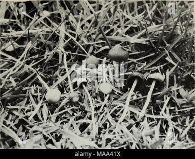 . Essbaren und giftigen Pilze von Kanada. Abbildung 431. Psilocybe semilanceata. 307 Stockfoto