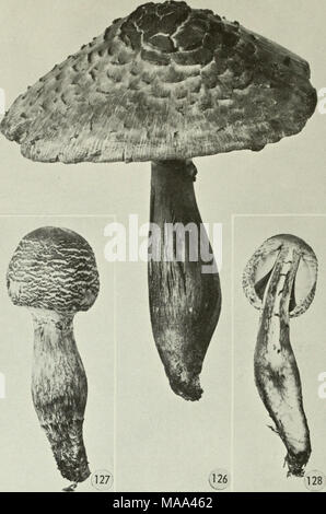 . Essbaren und giftigen Pilze von Kanada. Abbildungen 126-128. Lepiota Americana. 126, reife Fruchtkörper; 127, junge Frucht-ing Körper; 128, Abschnitt der junge fruchtkörper. 129. Amanita frostiana. 131. A. Gemmata. 133. A. muscaria. 135. A. Porphyrie. 137. A. Rubescens. Abbildungen 129-138 130. A. frostiana. 132. A. Gemmata. 134. A. muscaria. 136. A. Porphyrie. 138. A. Rubescens. 70 Stockfoto