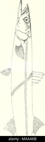 . Essbare Fische und Krebstiere von New South Wales. Stockfoto