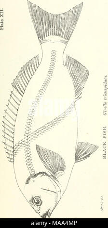 . Essbare Fische und Krebstiere von New South Wales. Stockfoto