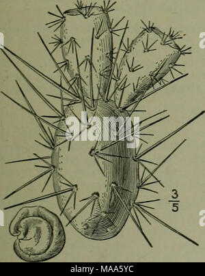 . Eine Illustrierte Flora von der nördlichen USA, Kanada und die britischen Besitzungen: von Neufundland zu den Parallelen der südlichen Grenze von Virginia und vom Atlantik westwärts nach dem 102 Meridian. Stockfoto