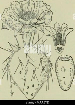 . Eine Illustrierte Flora von der nördlichen USA, Kanada und die britischen Besitzungen: von Neufundland zu den Parallelen der südlichen Grenze von Virginia und vom Atlantik westwärts nach dem 102 Meridian. CACTACEAE. Vol.11. Western Feigenkakteen. Devil's Zunge. Abb. 2987. Cactus Jiiimifiisus Raf. Ann. Nat. 15 - 1820. Opuntia humifusa Raf. Med. Bot. 2: 247. 1830. O. mcsacantha Raf.: SER. Bull. Bot. Gen.216. 1830. O. 7 fa ^H (?) j (?" ii Engelm. Pac. R. R. Rep 4:41 1856. Niederwerfen, ähnlich der vorhergehenden specie:; Gelenke verkehrt eiförmig Zu siiborbicular oder oval, normalerweise tief grün, 2'-$' Stockfoto