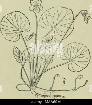 . Eine Illustrierte Flora von der nördlichen USA, Kanada und die britischen Besitzungen: von Neufundland zu den Parallelen der südlichen Grenze von Virginia und vom Atlantik westwärts nach dem 102 Meridian. Stockfoto